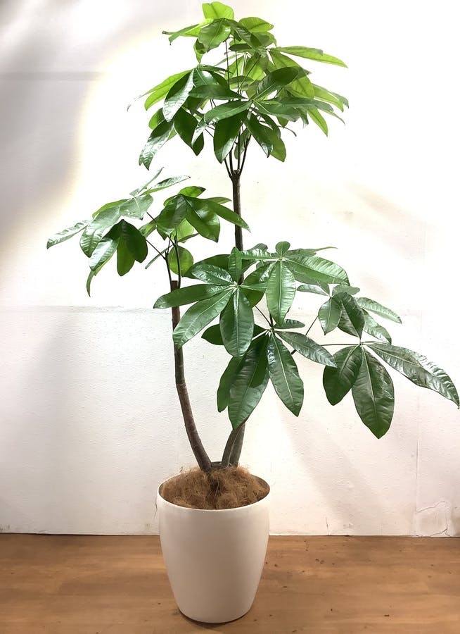 観葉植物 【178cm】 パキラ 10号 #33157 ※1都3県配送限定商品 | 観葉植物ならHitoHana(ひとはな)