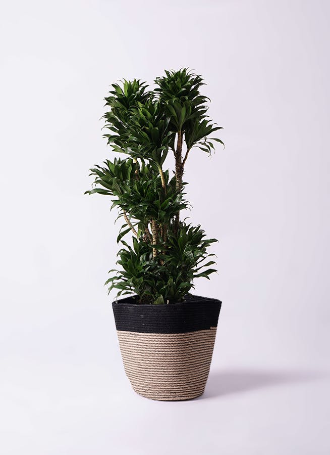 ドラセナ　コンパクタ　観葉植物 観葉植物 ドラセナ パープルコンパクタ 8号 エコストーンGray