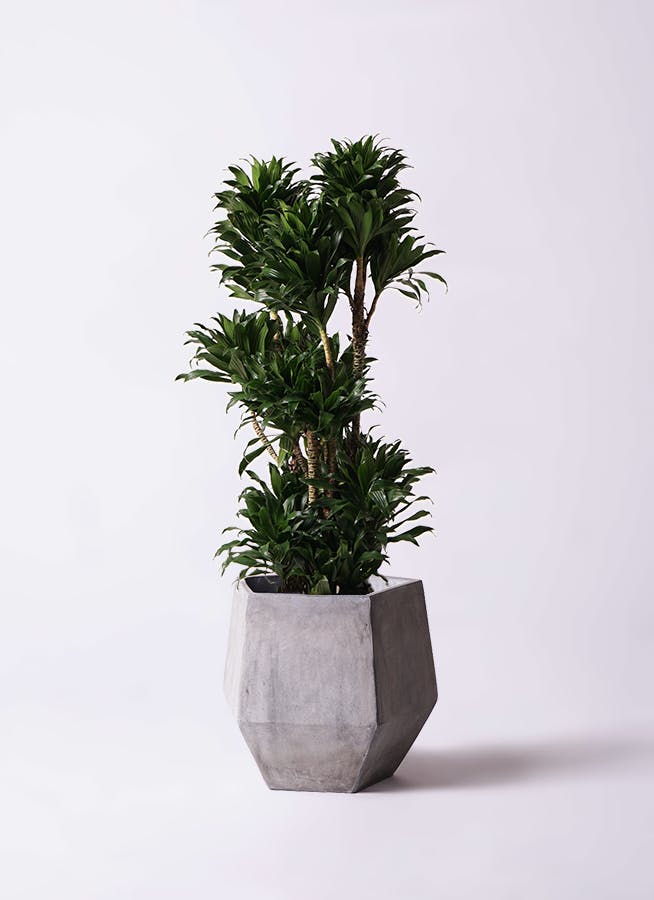 お値引き！シェフレラ大型 観葉植物 ファイバークレイ鉢つき