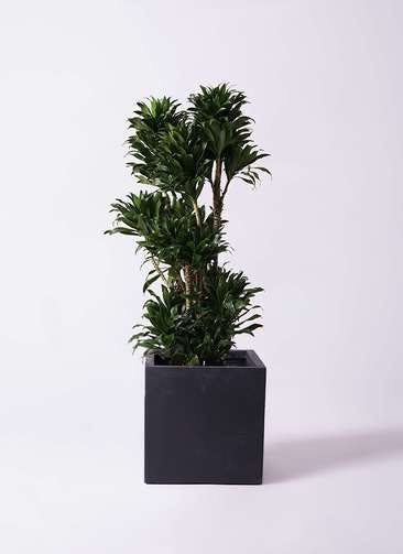観葉植物 ドラセナ コンパクター 10号 ベータ キューブプランター 黒 付き
