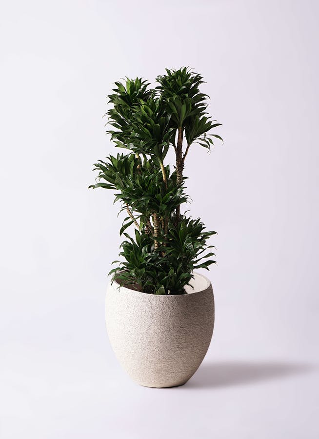 観葉植物 ドラセナ コンパクター 10号 エコストーンLight Gray 付き | 観葉植物ならHitoHana(ひとはな)