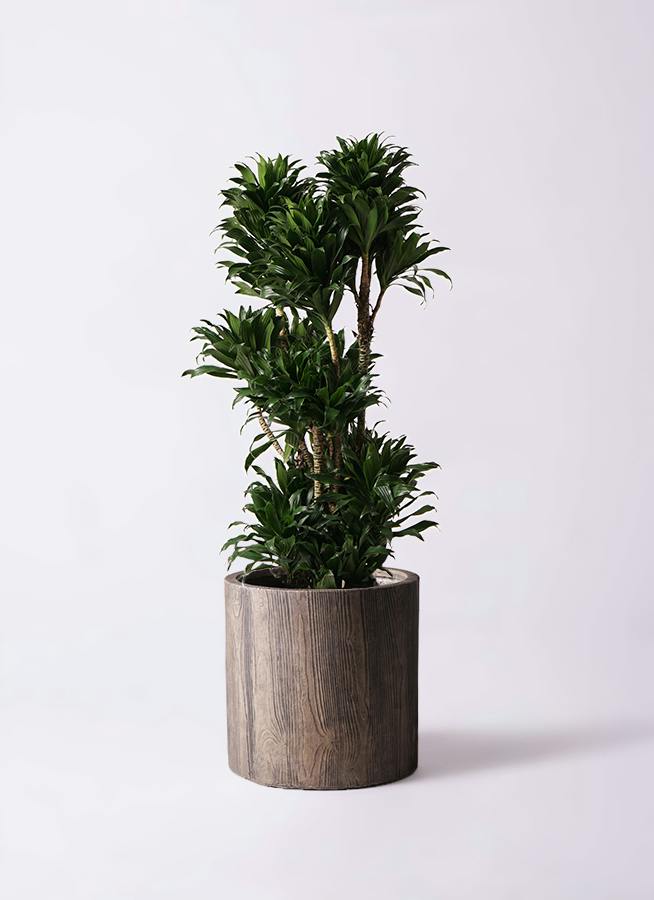 観葉植物 ドラセナ コンパクター 10号 アルファシリンダープランター