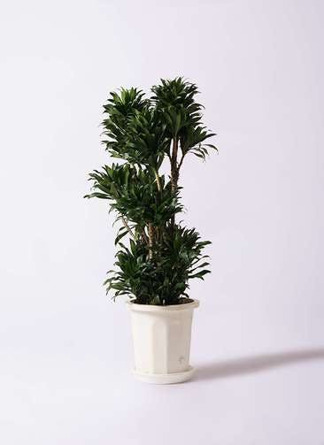 観葉植物 ドラセナ コンパクター 10号 プラスチック鉢
