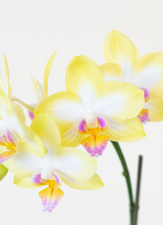 25.【現品 根付き】雷童錦　7.5㌢鉢 斑入り　黄色花 25.【現品 根付き】雷童錦 7.5㌢鉢 斑入り 黄色花