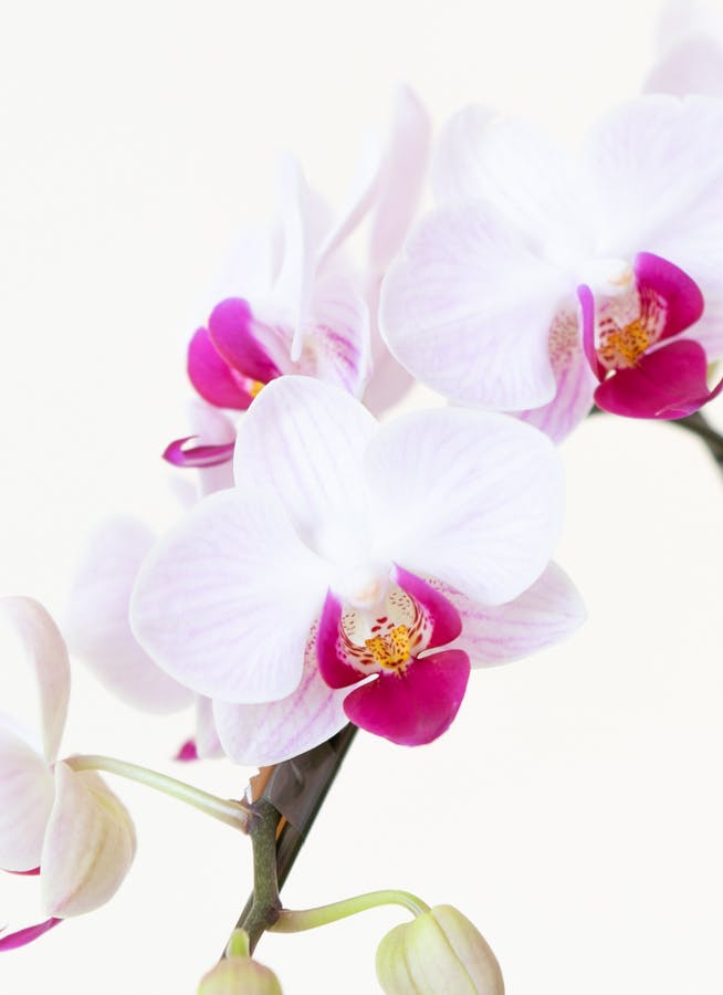 ミニ胡蝶蘭 赤リップ 2本立ち ツートンウッド鉢付き | 胡蝶蘭なら