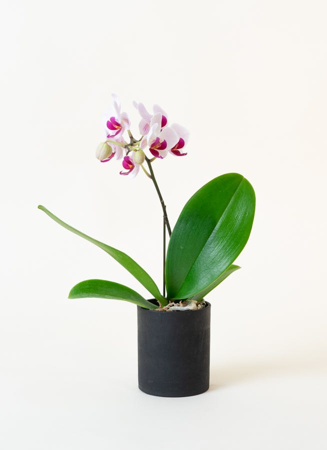 ミニ胡蝶蘭 赤リップ 1本立ち ウッド(黒)鉢付き | 胡蝶蘭ならHitoHana