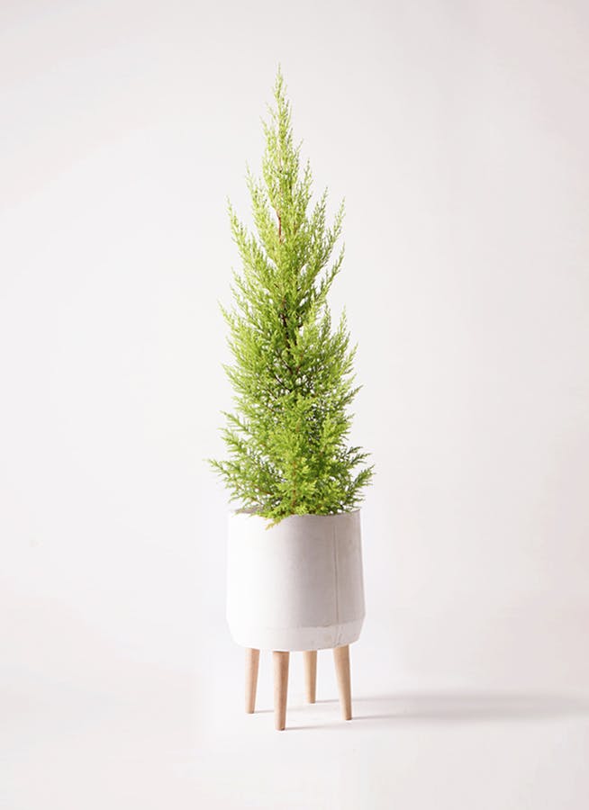 ゴールドクレスト | 観葉植物通販HitoHana(ひとはな)