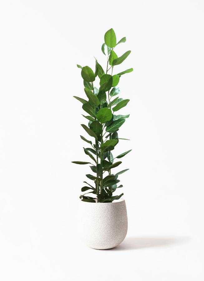 フィカス ベンガレンシス 10号 | 観葉植物通販 Hitohana（ひとはな）