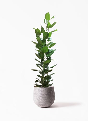 観葉植物 フィカス ベンガレンシス 10号 寄せ Eco Stone（エコストーン）  Gray 付き