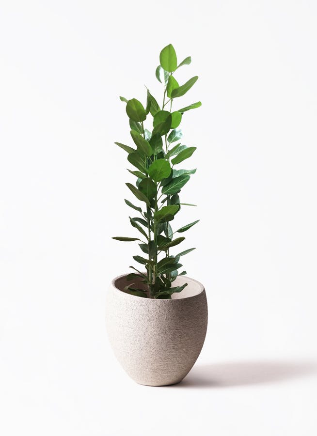 ★☺︎⭐︎☺︎★...& BUHI　オリーブの木　古木　螺旋　10号 Old Olive 古木オリーブ［No.03］× 10号浅鉢(φ30cm) | Botanic