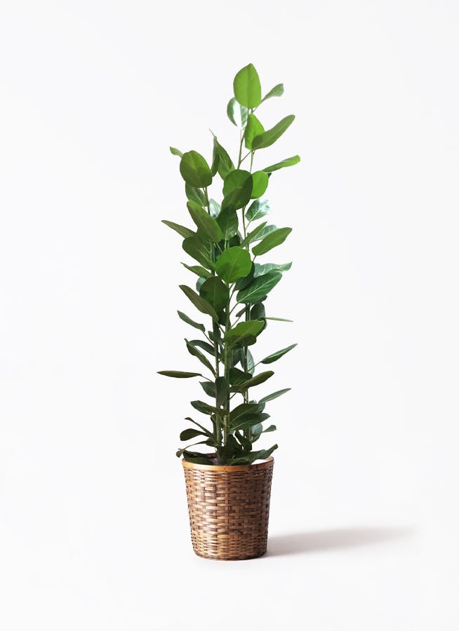 ★☺︎⭐︎☺︎★...& BUHI　オリーブの木　古木　螺旋　10号 Old Olive 古木オリーブ［No.17］× 12号皿鉢 (φ36cm) | Botani