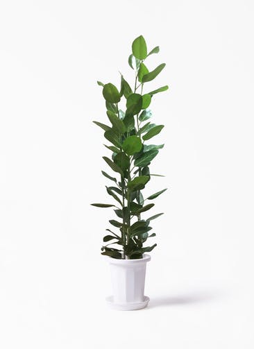 観葉植物 フィカス ベンガレンシス 10号 寄せ プラスチック鉢