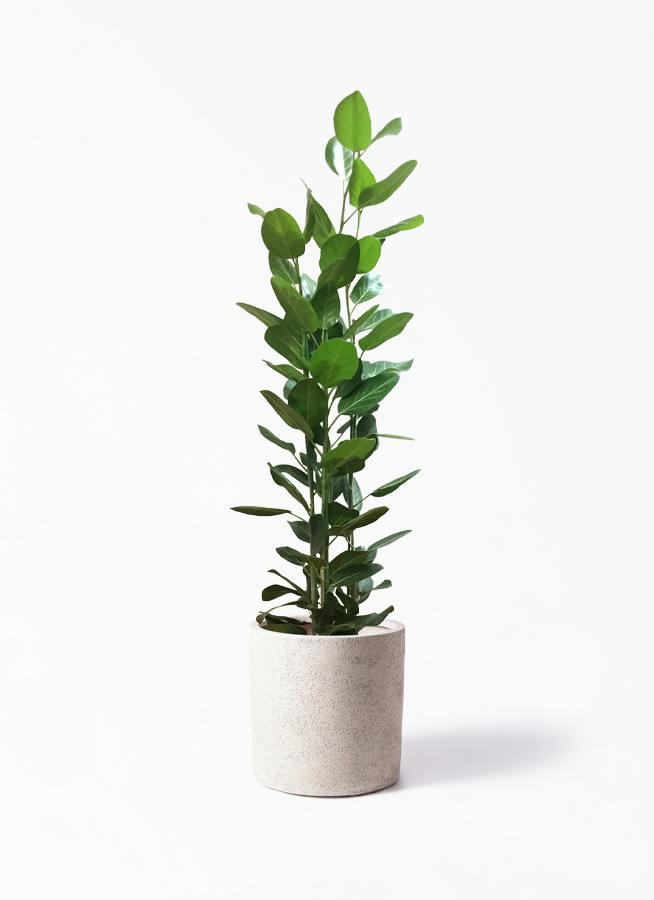 フィカス ベンガレンシス 10号 | 観葉植物通販 Hitohana（ひとはな）