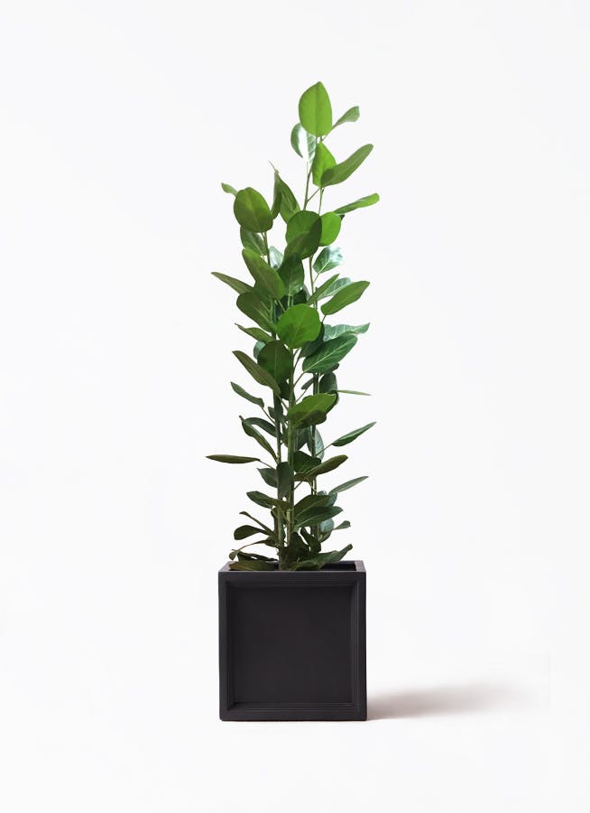 【B級品/大型観葉植物】シャープな葉姿が可愛い♪シェフレラ（カポック）10号鉢 shef10bkcube.jpg