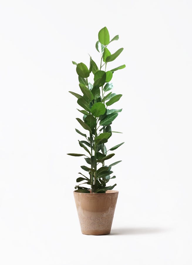 フィカス ベンガレンシス 寄せ | 観葉植物 | 送料無料でお届け