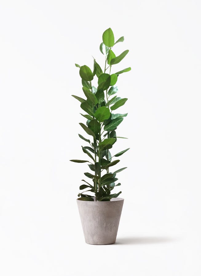 フィカス ベンガレンシス 10号 | 観葉植物通販 Hitohana（ひとはな）