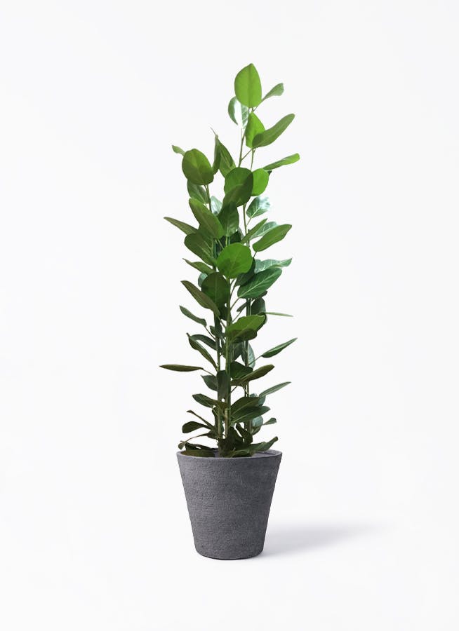 フィカス ベンガレンシス 10号 | 観葉植物通販 Hitohana（ひとはな）