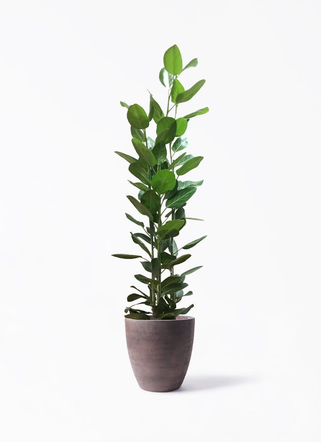 ficus-benghalensis-589_1.jpg