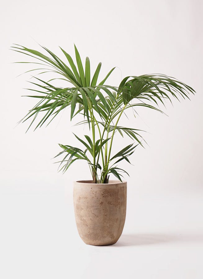 ケンチャヤシ 8号 | 観葉植物の通販ならHitoHana（ひとはな）