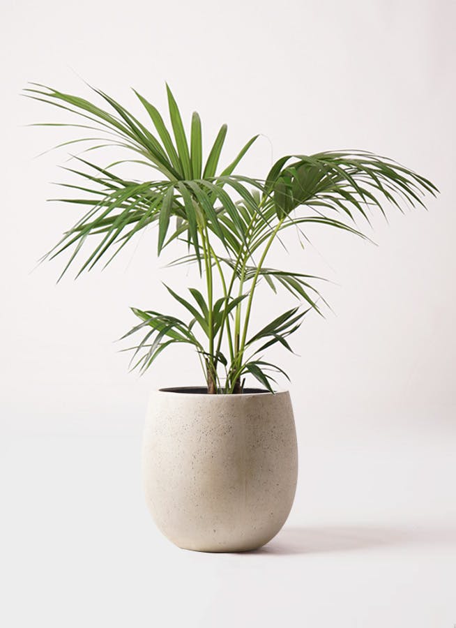 ケンチャヤシ 8号 | 観葉植物の通販ならHitoHana（ひとはな）