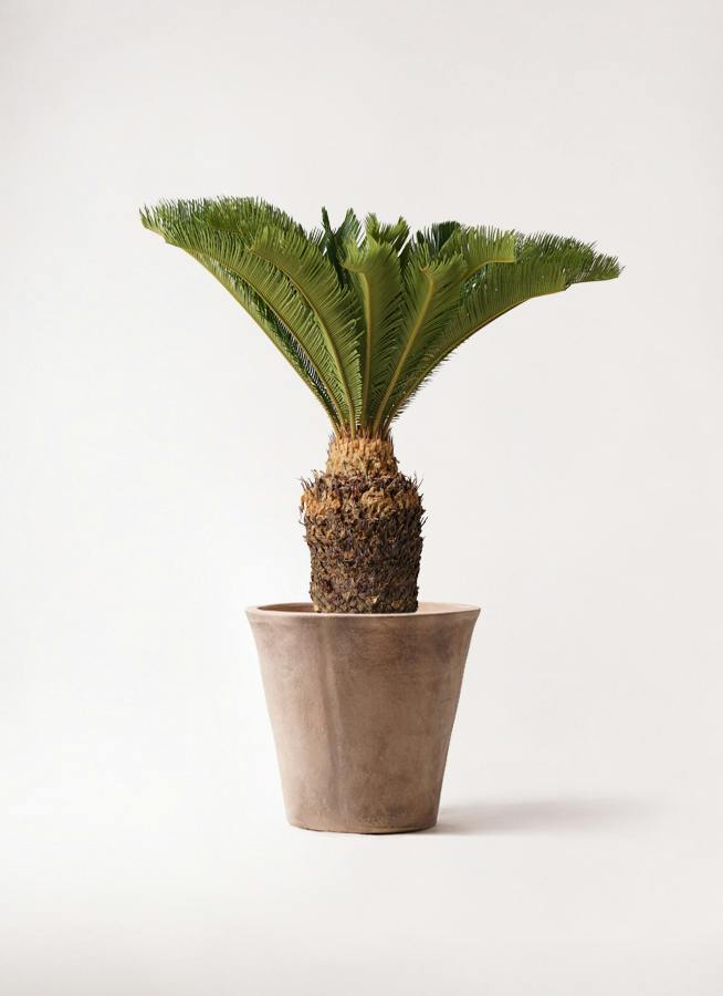 ソテツ 10号 | 観葉植物 | インテリアやギフトに - Hitohana（ひとはな）