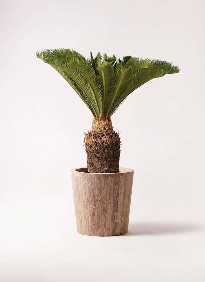 観葉植物 ソテツ 10号 ウッドプランター 付き 観葉植物ならhitohana ひとはな 観葉植物 ソテツ 10号 ウッドプランター 付き 観葉植物ならhitohana ひとはな