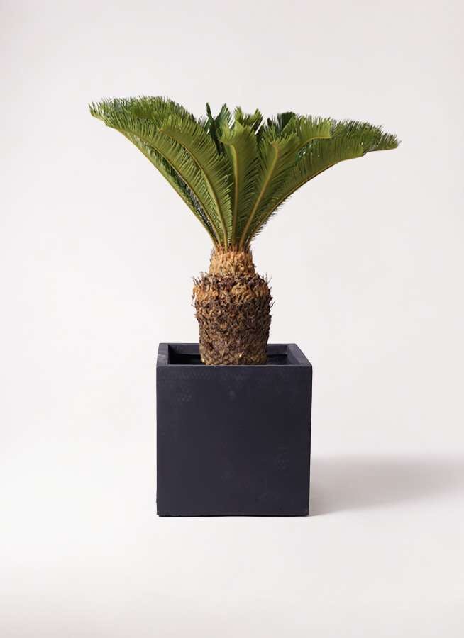 観葉植物 ソテツ 10号 ベータ キューブプランター 黒 付き 観葉植物ならhitohana ひとはな 観葉植物 ソテツ 10号 ベータ キューブプランター 黒 付き 観葉植物ならhitohana ひとはな