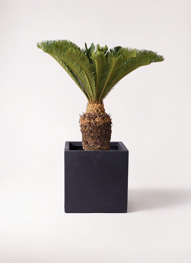 観葉植物 ソテツ 10号 ベータ キューブプランター 黒 付き