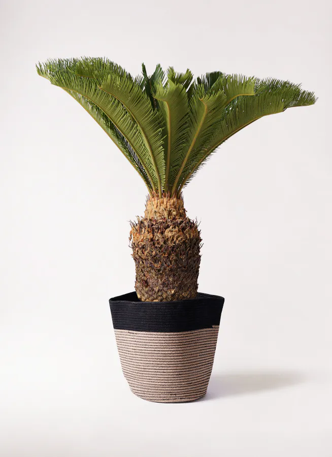 ソテツ 10号 | 観葉植物 | インテリアやギフトに - Hitohana（ひとはな）