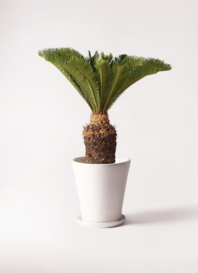 ソテツ 観葉植物 白鉢 約70cm 8号　現品　新芽がしっからりしてきました。 ソテツ 観葉植物 白鉢 約70cm 8号現品新芽がしっからりしてき