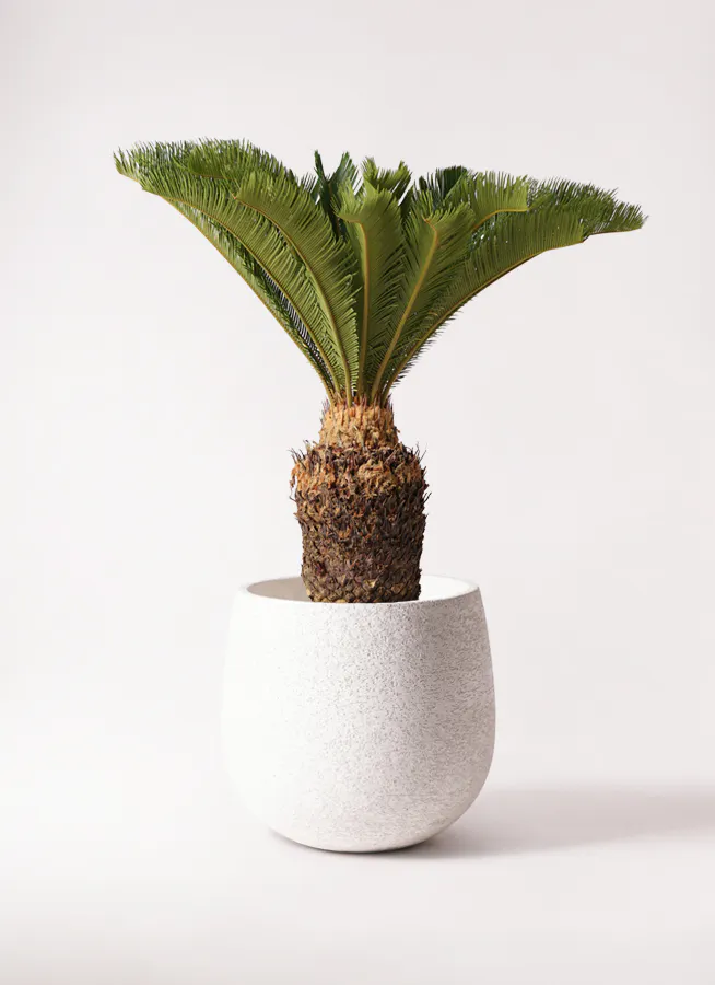 ソテツ 10号 | 観葉植物 | インテリアやギフトに - Hitohana（ひとはな）