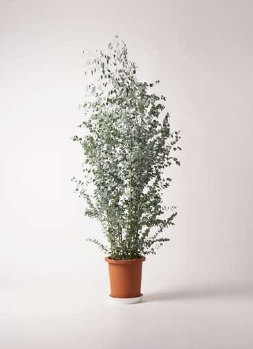 ユーカリ 観葉植物通販hitohana ひとはな ユーカリ 観葉植物通販hitohana ひとはな