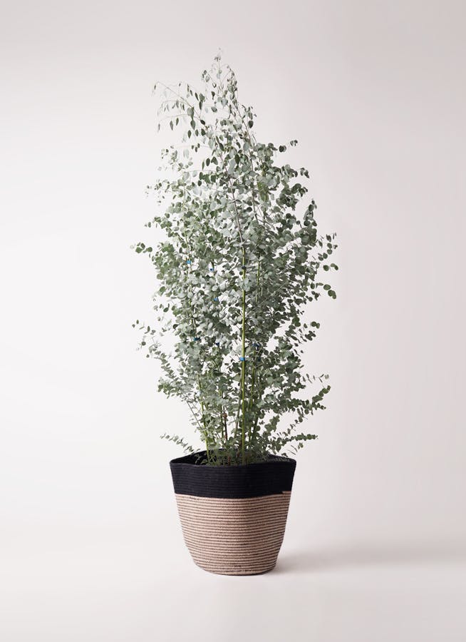 観葉植物 ユーカリ 10号 グニー リブバスケットNatural and Black 付き