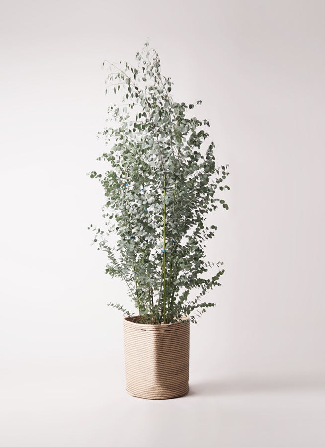 ユーカリ グニー | 観葉植物 | インテリアやギフトに - Hitohana