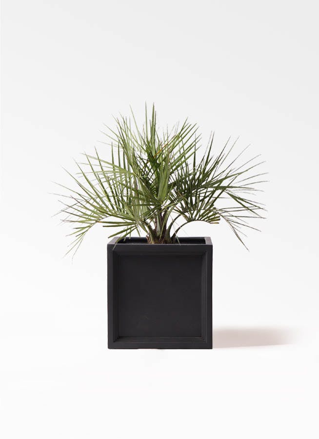 ココスヤシ (ヤタイヤシ) | 観葉植物の通販ならHitoHana（ひとはな）