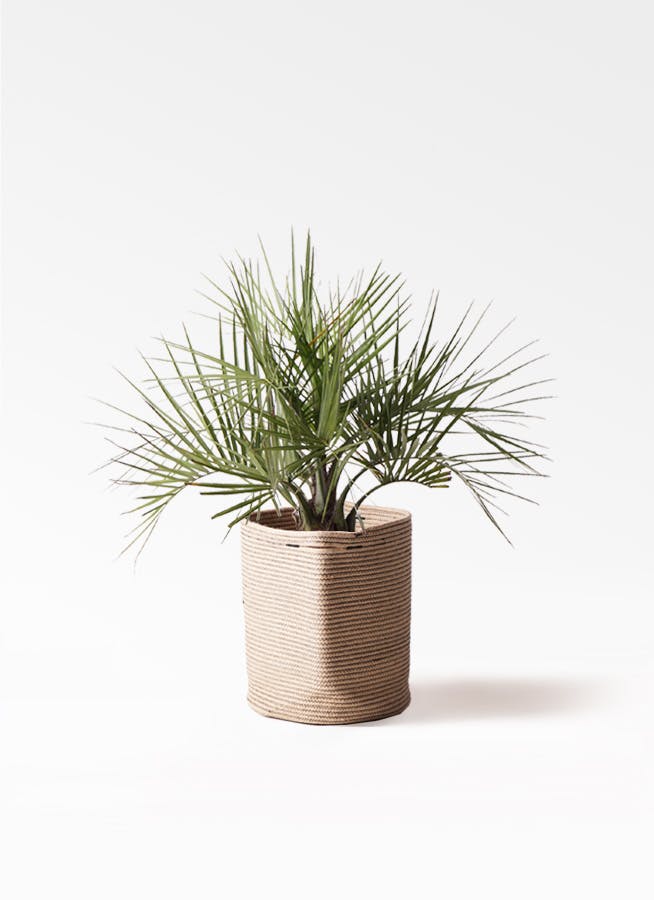 ココスヤシ (ヤタイヤシ) | 観葉植物の通販ならHitoHana（ひとはな）