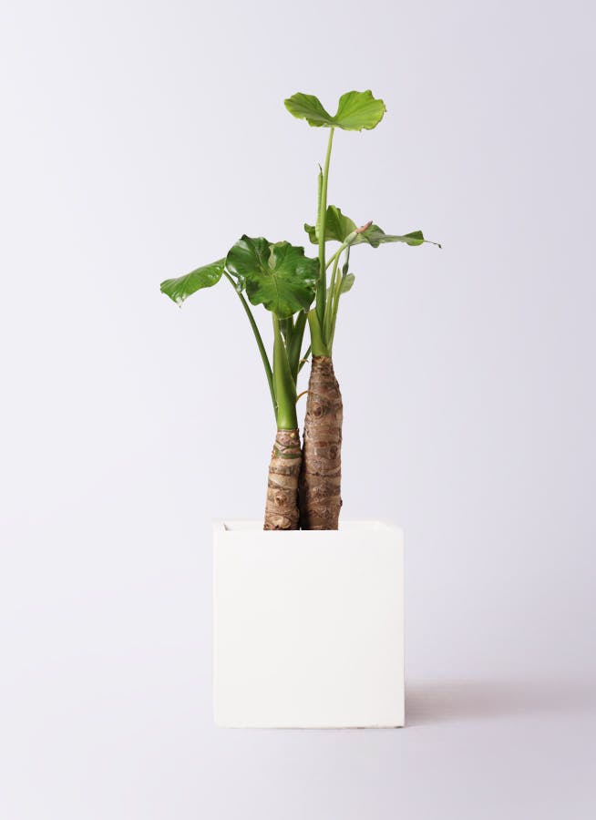 クワズイモ 大型 | 観葉植物通販HitoHana(ひとはな)