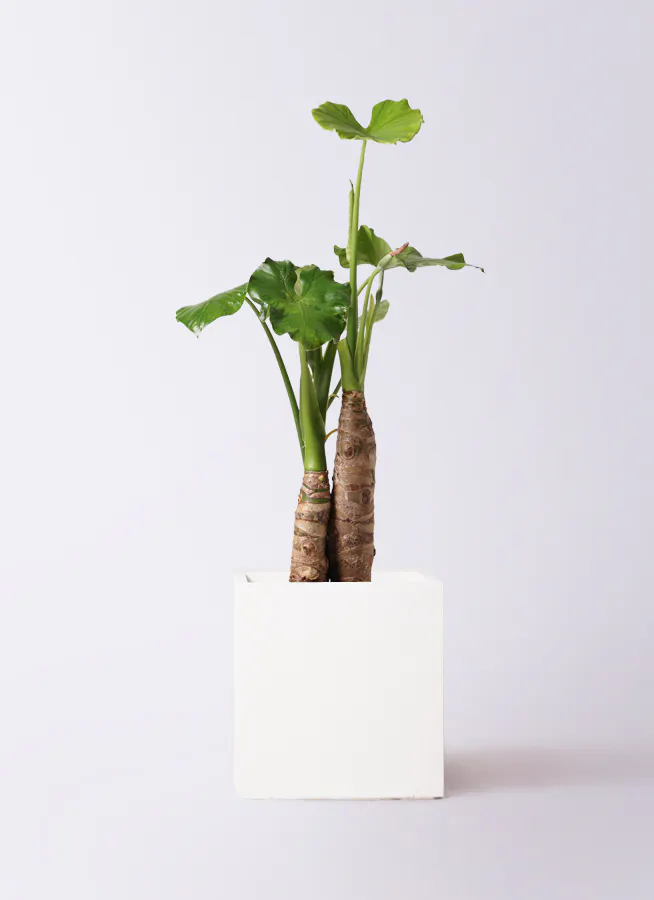 クワズイモ 8号 | 観葉植物通販HitoHana(ひとはな)