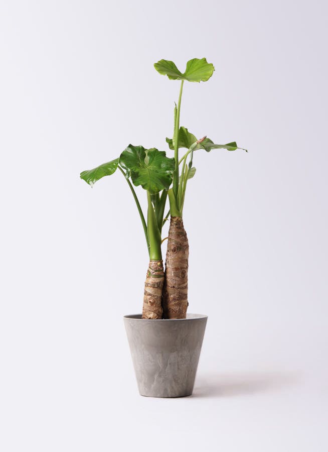 クワズイモ ノーマル | 観葉植物通販HitoHana(ひとはな)