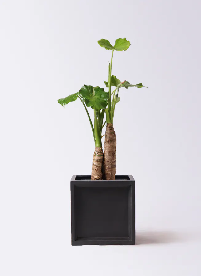 クワズイモ 8号 | 観葉植物通販HitoHana(ひとはな)