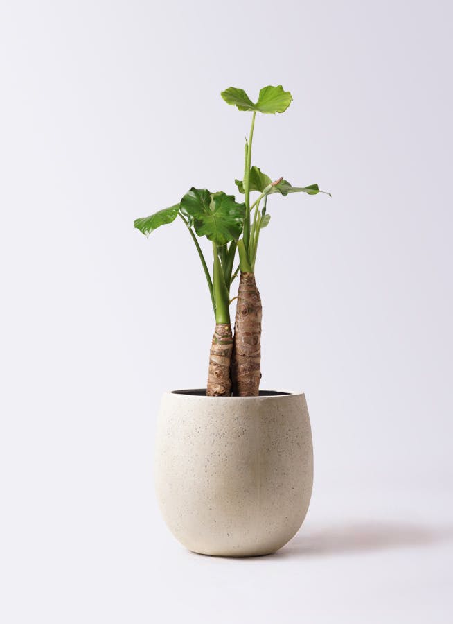 クワズイモ 大型 | 観葉植物通販HitoHana(ひとはな)