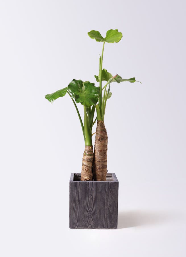 観葉植物 トックリラン ポニーテール 8号 ベータ キューブプランター