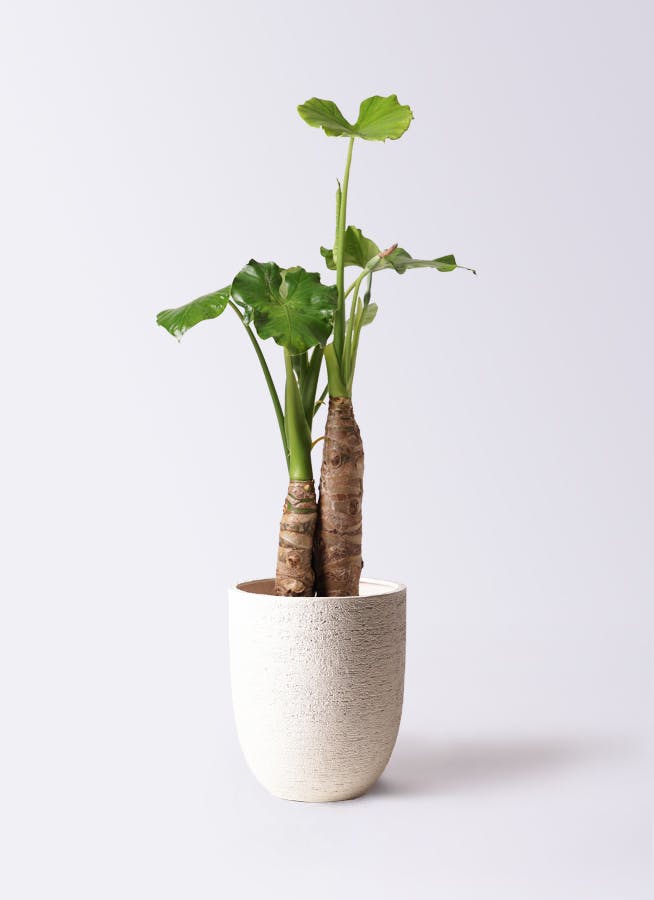 希少 観葉植物 アロカシア ハートイモ 8号鉢 新芽 優良品 写真現物 クワズイモ 8号 | 観葉植物通販HitoHana(ひとはな)