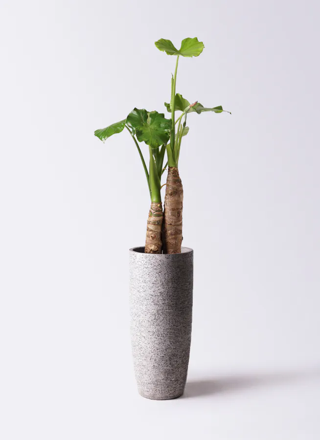 クワズイモ 8号 | 観葉植物通販HitoHana(ひとはな)