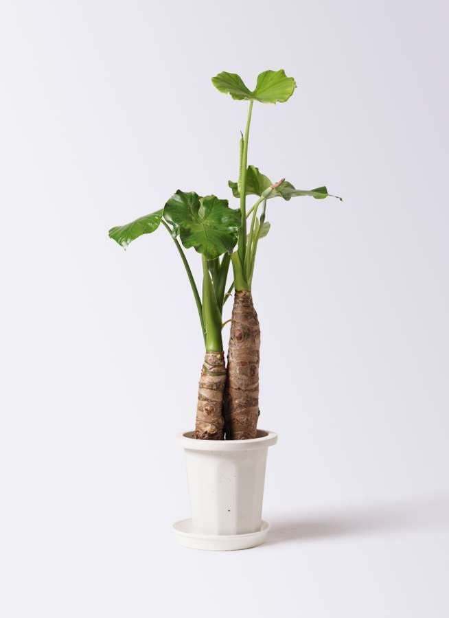 観葉植物 クワズイモ 8号 プラスチック鉢 観葉植物ならhitohana ひとはな 観葉植物 クワズイモ 8号 プラスチック鉢 観葉植物ならhitohana ひとはな