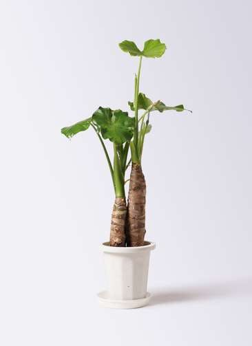 観葉植物 クワズイモ 8号 プラスチック鉢