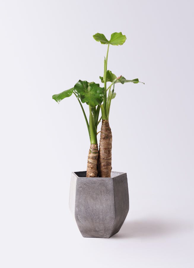 アロカシア | 観葉植物の通販ならHitoHana（ひとはな）