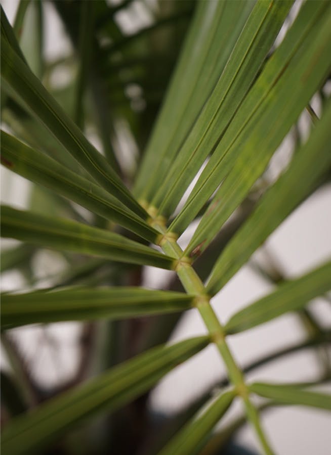 観葉植物 ヤタイヤシ 10号 竹バスケット 付き | 観葉植物ならHitoHana