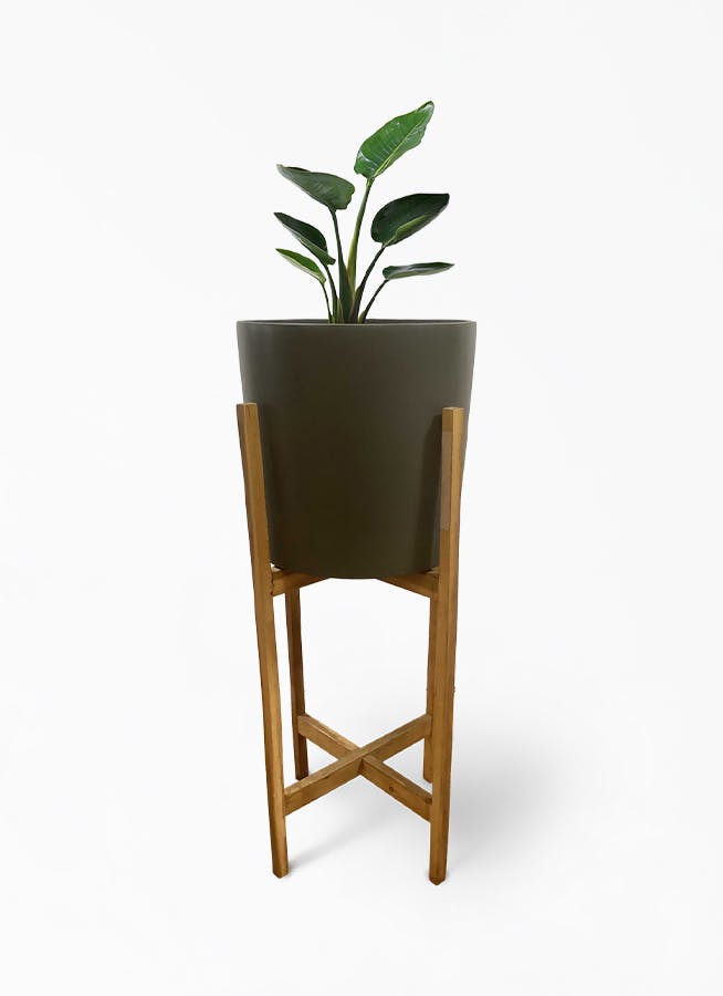 観葉植物 オーガスタ 6号 ホルスト シリンダー オリーブ ウッドポットスタンド付き 観葉植物ならhitohana ひとはな 観葉植物 オーガスタ 6号 ホルスト シリンダー オリーブ ウッドポットスタンド付き 観葉植物ならhitohana ひとはな