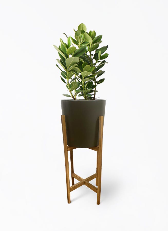 クルシア ロゼア プリンセス 6号 | 観葉植物 | インテリアやギフトに